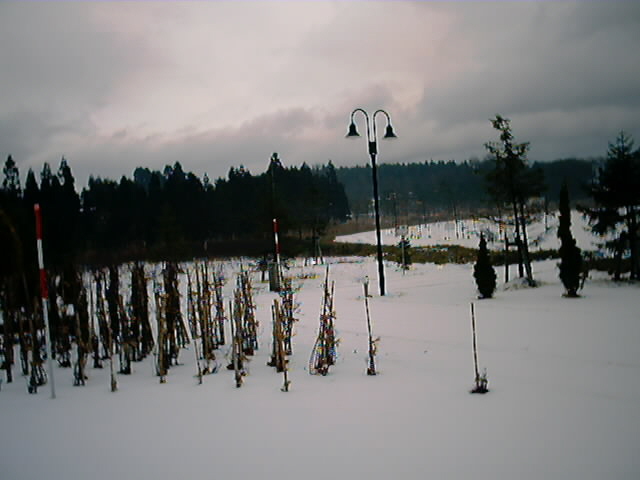 �߂��̌����Q